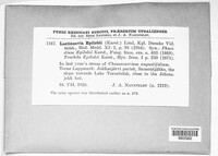 Naeviopsis epilobii image